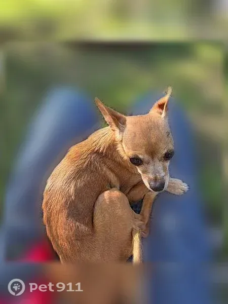 Lost dog, Possum Hollow Drive, Camdenton, Kansas City - female, skinny but friendly - photo