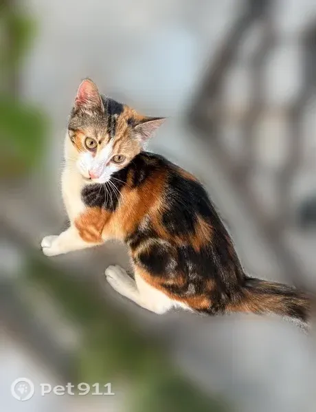 Lost cat, Kosciuszko Street, 638, Brooklyn - female, orange with black and white leg - photo