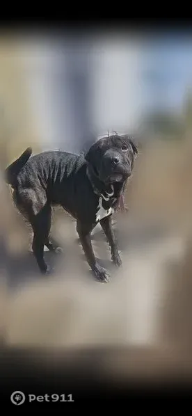 Lost dog, Maine 126, 945, Pittston - male Shar Pei + Pit mix - photo