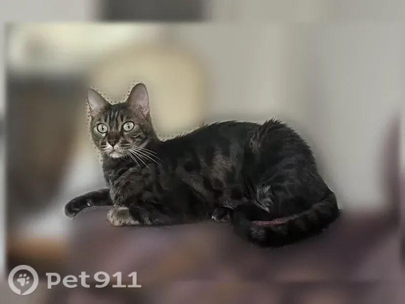 Lost cat, Villa Dorado Drive, Kansas City - male, dark spotted, skinny - photo
