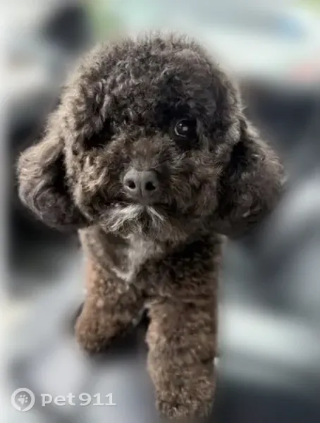 Lost dog, Chicago, Illinois - curly black coat, white chest patch, red harness - photo