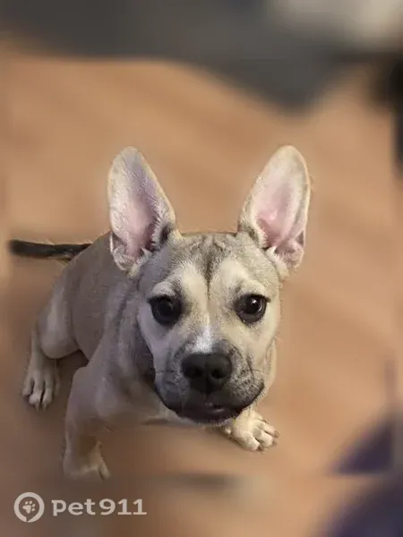 Lost dog, Old U.S. Highway 52, 8711, Lexington - female, upright ears - photo