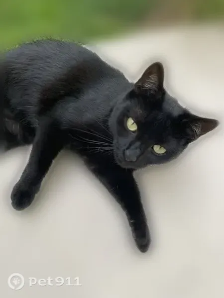 Perdu chat femelle, Rue Quintin, Bordeaux, Istres - petite chatte noire - photo