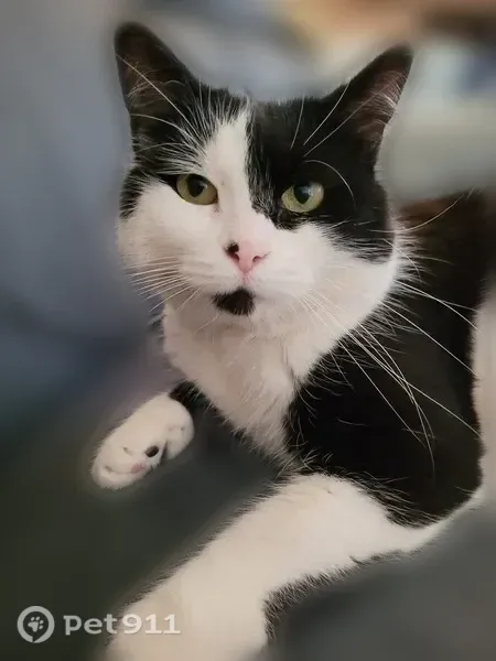 Chat perdu, Rue Jules Ferry, Varangéville, Metz - femelle, très peureuse - photo