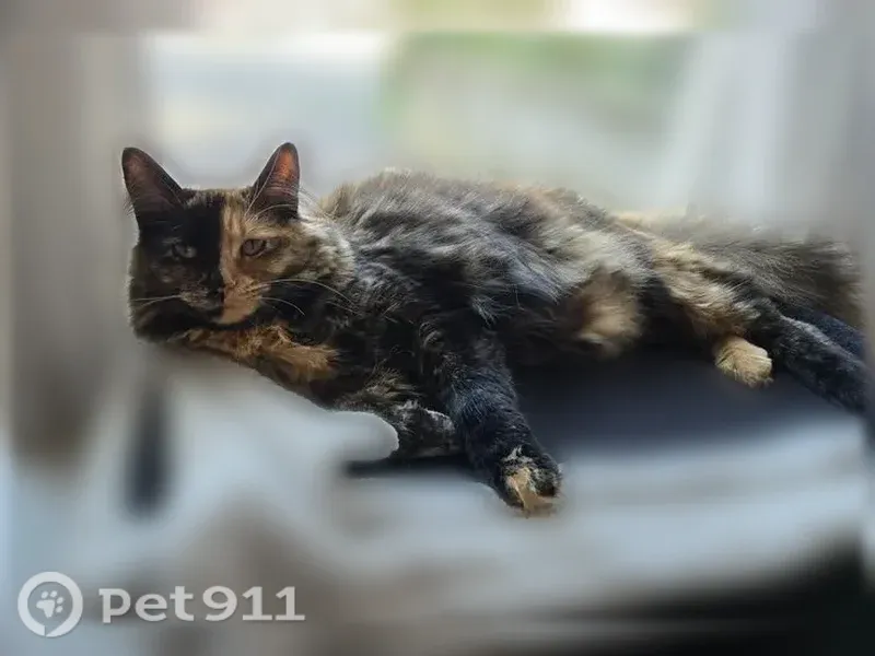 Lost cat, female, Elmcroft Road, 200, Stamford - tortie, long-haired - photo