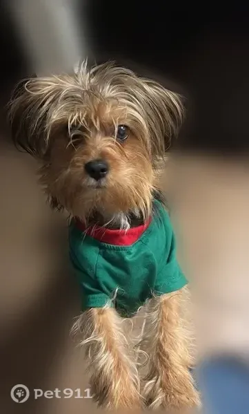 Lost dog, East Cheyenne Avenue, 4255, Las Vegas - very shy and scared of strangers - photo