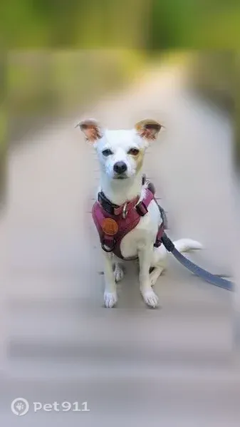 Missing dog Female, New Orleans (usl542835) - photo