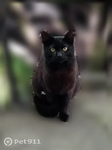 Lost cat, 25th Street Southeast, 400, Salem, Portland - male, skinny, hair loss, half-green half-brown left eye - photo