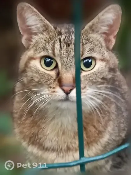 Chat perdu, Allée Robert Ricordeau, Clichy-sous-Bois — femelle - photo