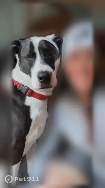 Lost female dog, Thomas Circle, 1838, Jacksonville - skittish, red collar - photo
