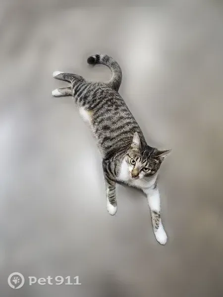 Lost cat, Half Mile Road, 200, Bowie - young neutered male tabby - photo