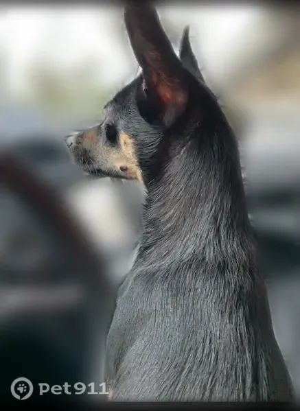 Lost dog, Macarthur Avenue, Brentwood, Great River - small black male - photo