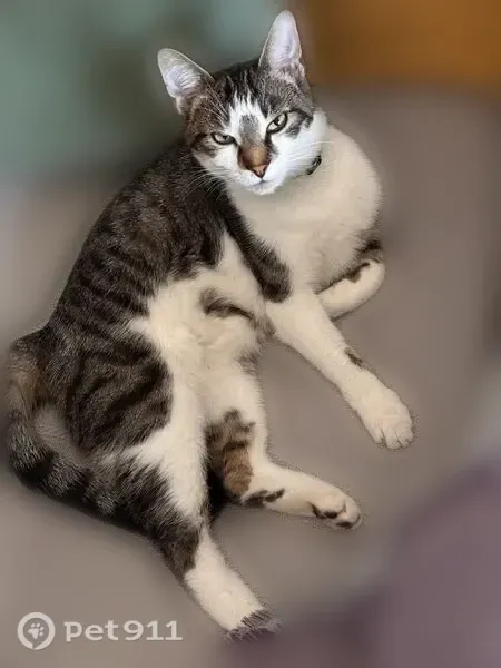 Chat perdu mâle, Rue Léon Gambetta, 295, Lille — tigré, collier blanc plastique - photo