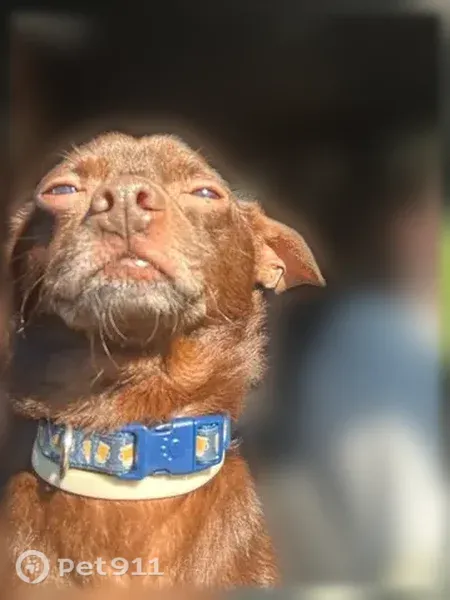 Lost dog, East Cavanaugh Road, Lansing - male, chocolate brown, blue collar - photo