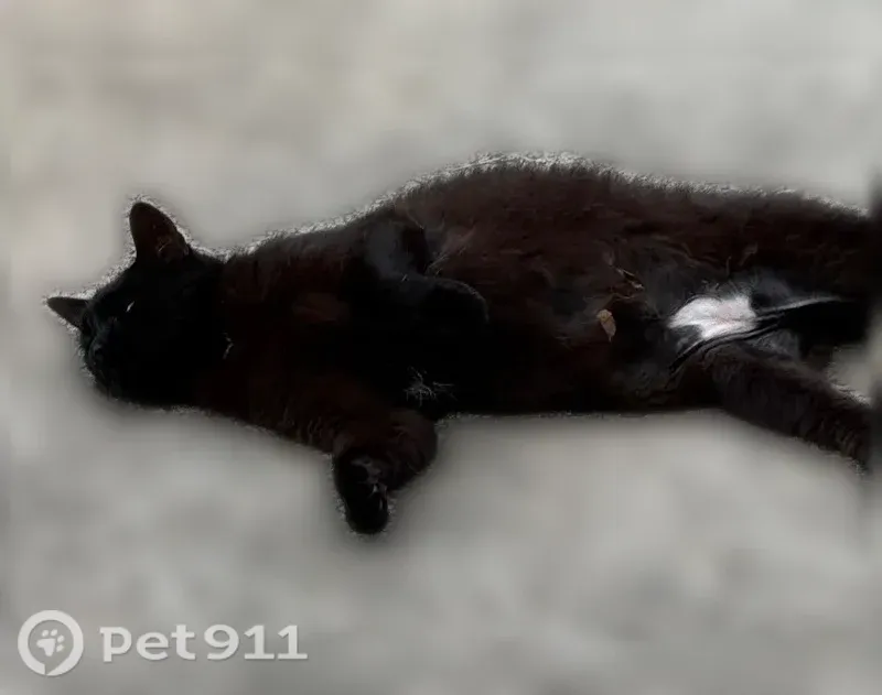 Found cat, Clarendon Drive, 510, Powdersville, Easley - black with some white - photo