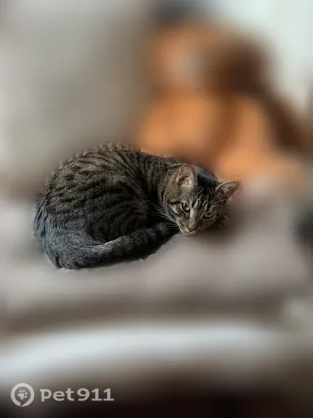 Chat perdu mâle, Rue des Bons Enfants, 120, Rouen — tigré, yeux verts - photo