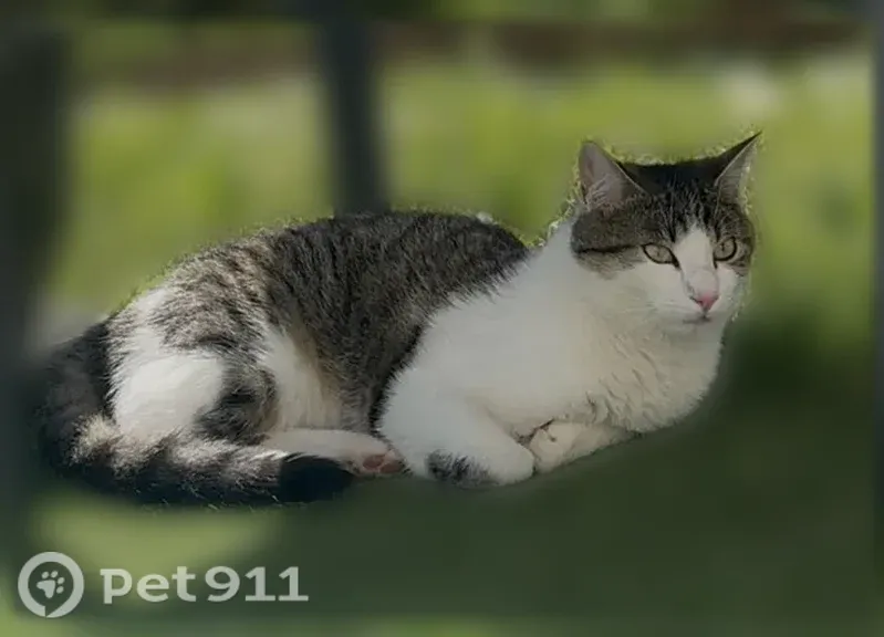 Chat perdu mâle, Rue des Tournesols, 13, Montbazon, Veigné - craintif, pucé - photo
