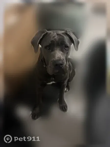 Chien perdu femelle, Rue Charles Baudelaire, 10, Surgères - grise, très peureuse - photo