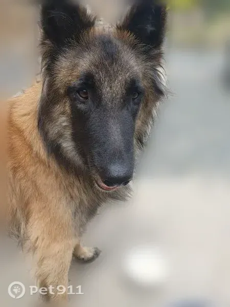 Chien perdu mâle, Rue du Gué de l'Orme, 50, Toulon - fauve, pucé - photo