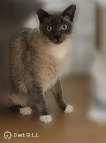 Chat perdu mâle, Rue Tiblier Verne, Saint-Étienne - type siamois, pucé - photo