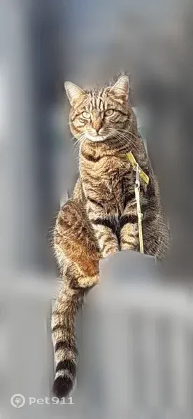 Chat perdu mâle, Route de Quend, 1271, Fort-Mahon-Plage - tigre, collier noir - photo