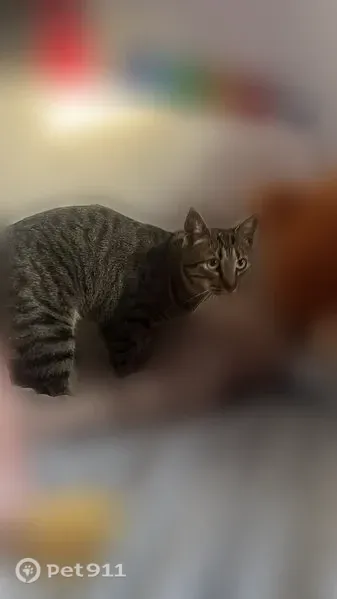Chat perdu mâle, Rue de la Galerne, Langueux - européen tigré noir et marron - photo