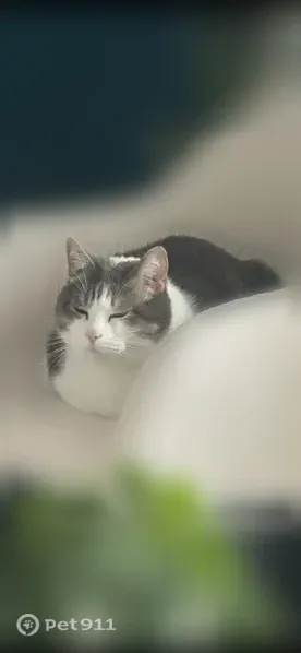 Chat perdu mâle, Rue Marcel Belot, 1518, Bourges - blanc et gris, yeux verts - photo