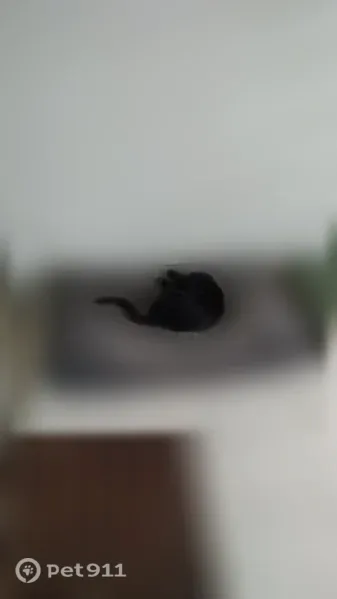Chat perdu mâle, Rue de Lille, 56, Roncq — noir, tête triangulaire, pucé - photo