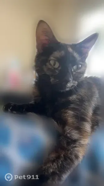 Chat disparu Fille, Buxerolles (fl597984) - photo