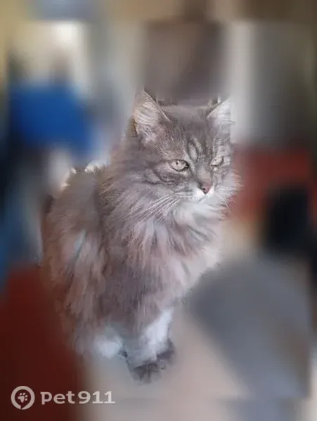 Chat perdu mâle, Rue des Millères, 14, Saint-Estève - gris, poils longs - photo