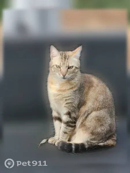 Chat perdu, Chemin du Cayran, Cieurac, Lalbenque - femelle tigrée beige, pucée - photo