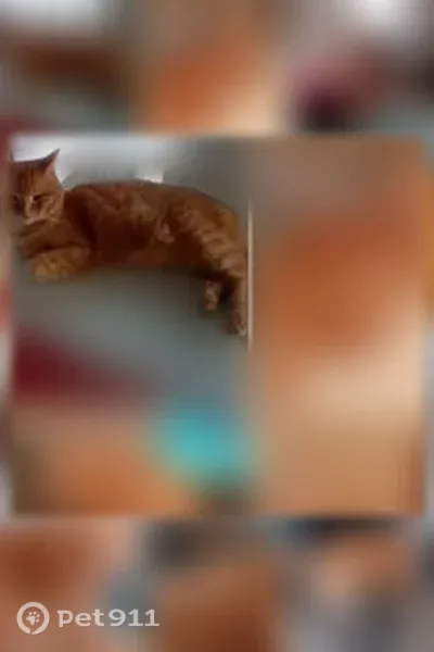 Chat perdu mâle, Allée Pierre Bérégovoy, 9, Figeac - 11 ans - photo