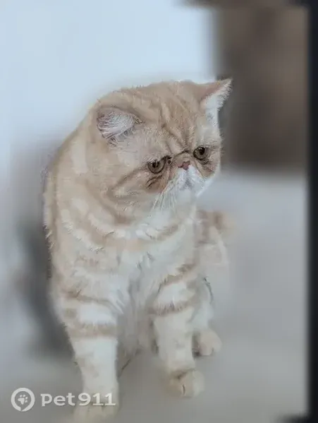 Chat perdu mâle, Chemin de Vai Aure, Collias, Liré - nez écrasé, gentil - photo