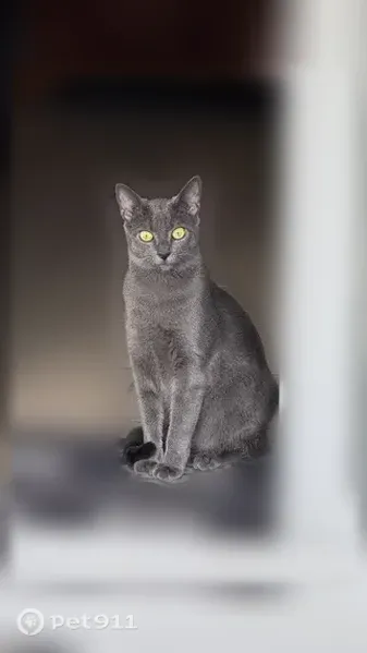 Chat perdu femelle, Impasse Jaféine, 4, Gujan-Mestras - grise, tatouée et pucée - photo