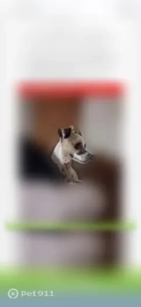 Lost dog, West Main Street, 107, Walnut Ridge - male - photo