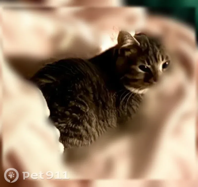 Lost cat, North James H McGee Boulevard, 1632, Kettering - unaltered male - photo
