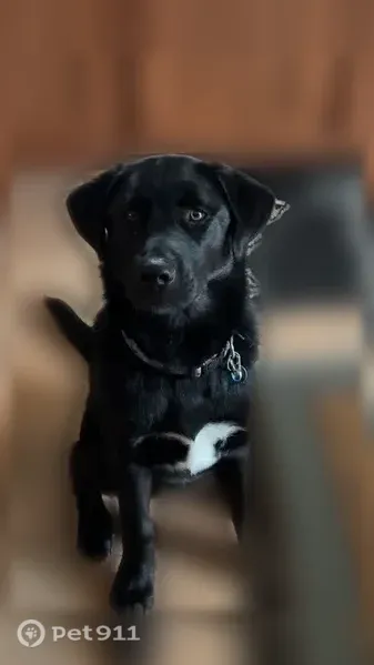 Lost dog, Clay Center, Ohio, Columbus - very friendly, medium-sized black lab with a collar - photo