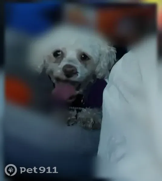 Lost dog, Lady Liberty Way, 314, Lexington - female, white miniature poodle mix with thinning hair - photo