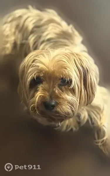 Lost dog, Raquet Court, 4935, Duluth - male - photo