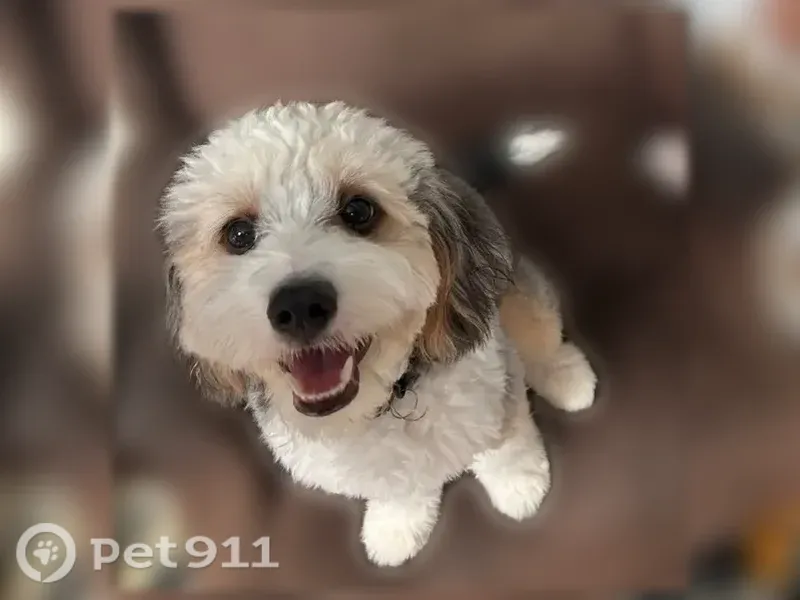 Lost dog, Todd Road, 152, Perry - male Bernadoodle - photo