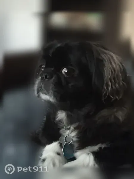 Lost dog, Pine Grove Drive, Savannah - male, black with white chest and paws - photo