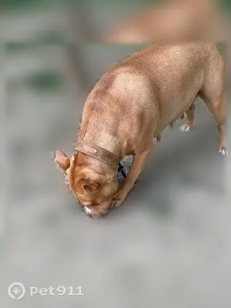 Lost dog, Dakota Avenue, 3740, Flint - female, tan coat, white chest and paws - photo