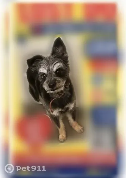 Lost dog, Stockbridge, Atlanta - very friendly - photo
