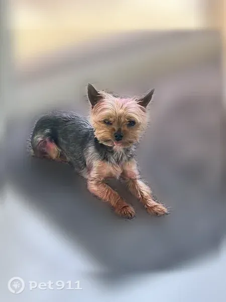 Lost dog, South Windmill Road, 16052, Lockport - very tiny 4 lb yorkie - photo