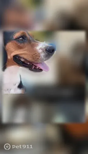 Lost dog, female, Skill Road, 1330, Eagle Springs, Charlotte - beagle/hound mix with a pink/purple reflector collar - photo