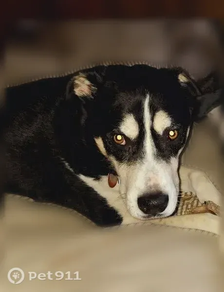 Lost dog, Grant Road, 1553, Sevierville - male husky mix, microchipped - photo