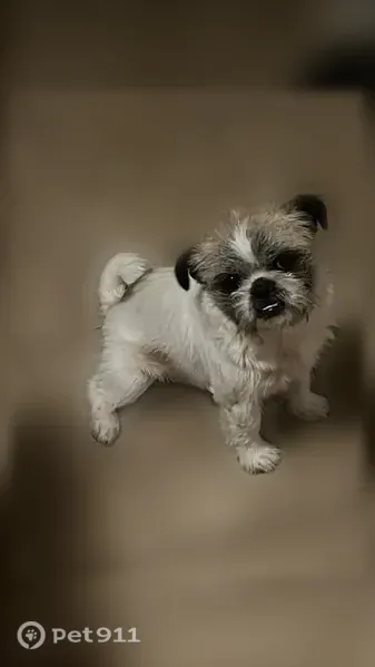 Lost dog, West Ocotillo Road, 6337, Glendale - small white dog with black ears - photo