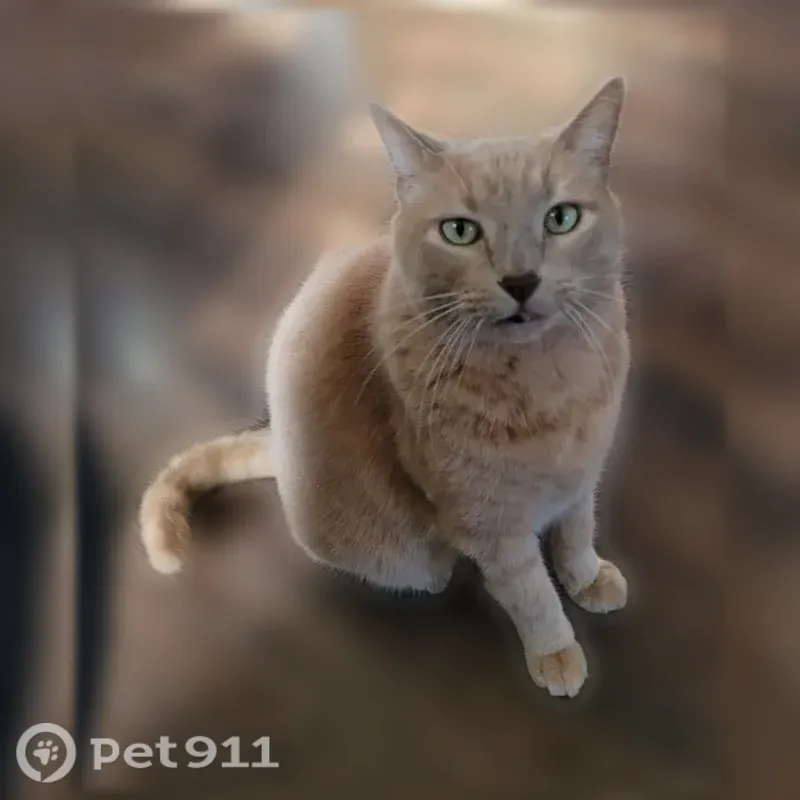 Lost cat, East Huntsville Road, 311, Fayetteville - male, tan/light orange with a black spot on his nose - photo