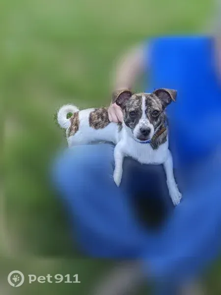 Lost dog female, Redstone Hill, 33, Plainville, Waterbury - 6-month-old Jack Russell Terrier mix, dark collar with tags - photo