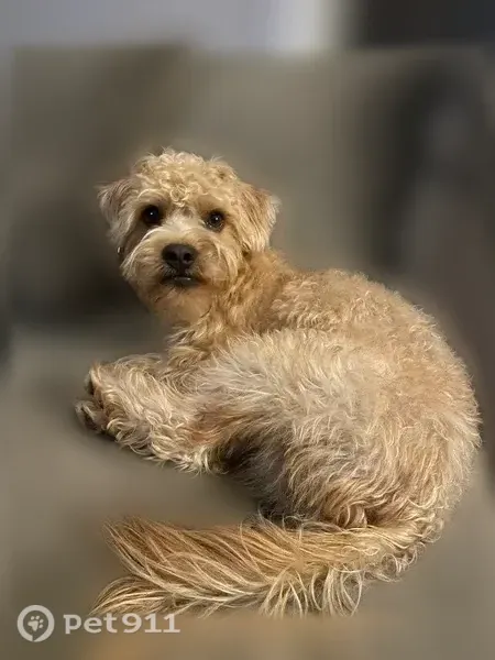 Lost dog, Pondway, 16, Manorville - male, light brown, fluffy - photo